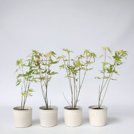 Érable du Japon - Set de 4 - Acer palmatum 'Orange Dream' - H25-40cm - ⌀10,5cm