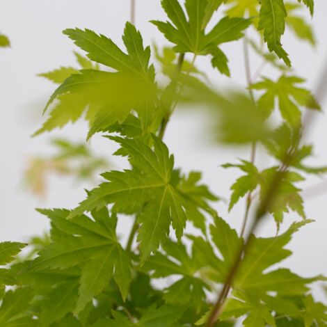 Érable du Japon - Set de 4 - Acer palmatum 'Orange Dream' - H25-40cm - ⌀10,5cm