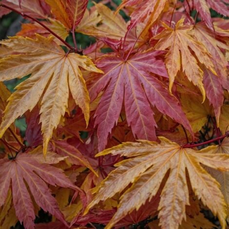 Érable du Japon - Set de 4 - Acer palmatum 'Orange Dream' - H25-40cm - ⌀10,5cm