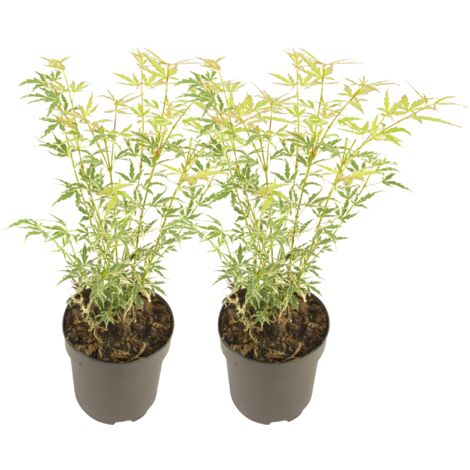 Érable du Japon - Lot de 2 - Acer palmatum 'Butterfly' - Hauteur 35-55cm - ⌀15cm