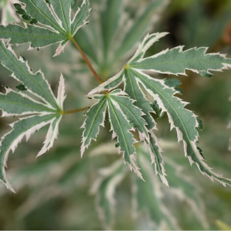 Érable du Japon - Lot de 2 - Acer palmatum 'Butterfly' - Hauteur 35-55cm - ⌀15cm
