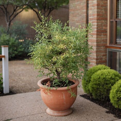 Érable du Japon - Lot de 2 - Acer palmatum 'Butterfly' - Hauteur 35-55cm - ⌀15cm
