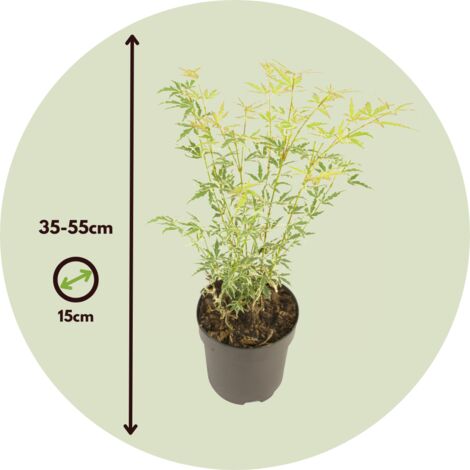 Érable du Japon - Lot de 2 - Acer palmatum 'Butterfly' - Hauteur 35-55cm - ⌀15cm