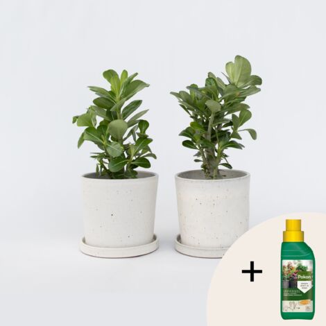 Plant In A Box - Adenium Obesum - Pokon - 2er Set