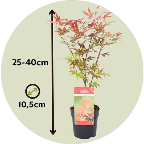 Acer palmatum - Set de 4 - Erable du Japon - Pot 10,5cm - Hauteur 25-40cm