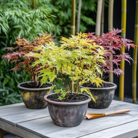 Érable du Japon - Set de 4 - Acer palmatum - Hauteur 25-40cm - ⌀10,5cm