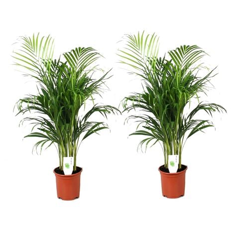 Nephentes alata (plante carnivore) Taille Pot de 2 litres – 30/40 cm