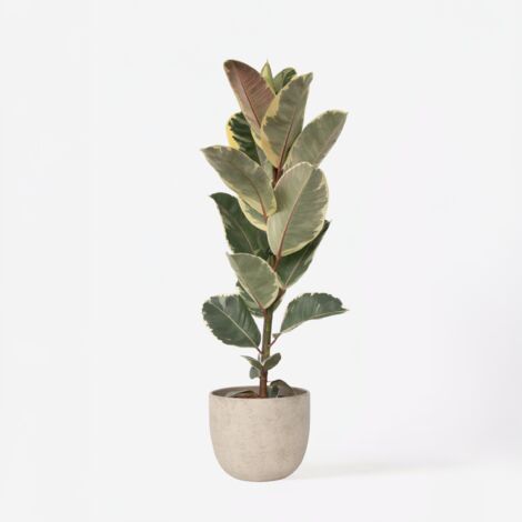 Ficus Elastica Tineke - Arbre à Caoutchouc Panaché, Pot 17 Cm, Hauteur 50 Cm, Plante D'intérieur Facile