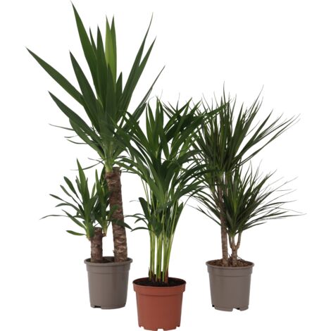 Kit De 3 Palmiers D'Extérieur En Pot - Palmiers Nains, Dattiers Et Éventail - 50-70cm - Facile D'Entretien