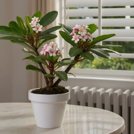 Graines Frangipanier Plumeria 'Elsie' - 5 Graines, Parfumées, Pour Culture En Pot