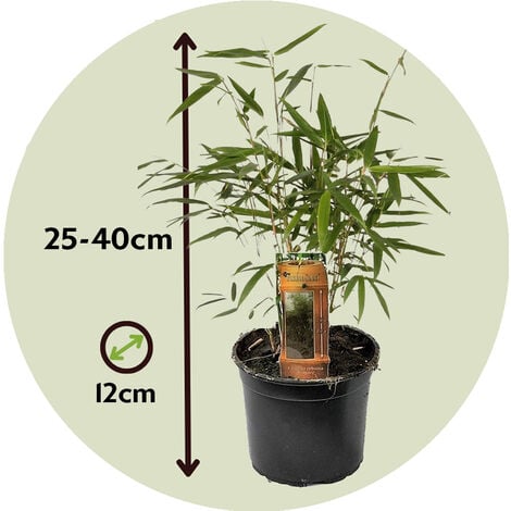 Fargesia Rufa - Set de 3 - Bambou non poussant - Pot 13cm