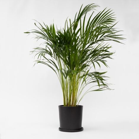 Palmier areca - Dypsis lutescens - Hauteur 100-120cm - ⌀21cm