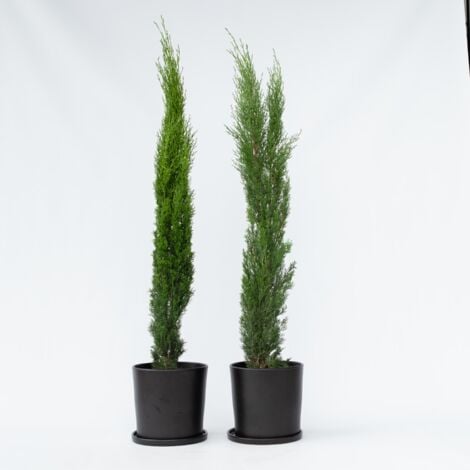 Cyprès toujours vert - Set de 2 - Cupressus sempervirens - H70-80cm - ⌀19cm