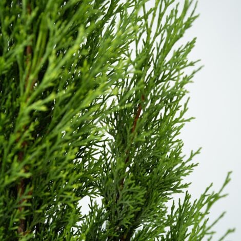 Cyprès toujours vert - Set de 2 - Cupressus sempervirens - H70-80cm - ⌀19cm