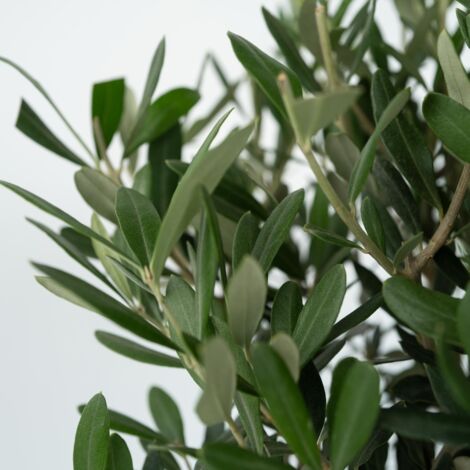 2 Oliviers Olea Europaea - Plants Extérieur 50-60cm - Pot 14cm