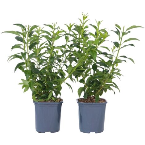 Forsythia Minigold - Arbuste à Fleurs Jaunes En Pot 3L - Hauteur Livraison 60-80cm, Adulte 1m - Floraison Mars, Soleil