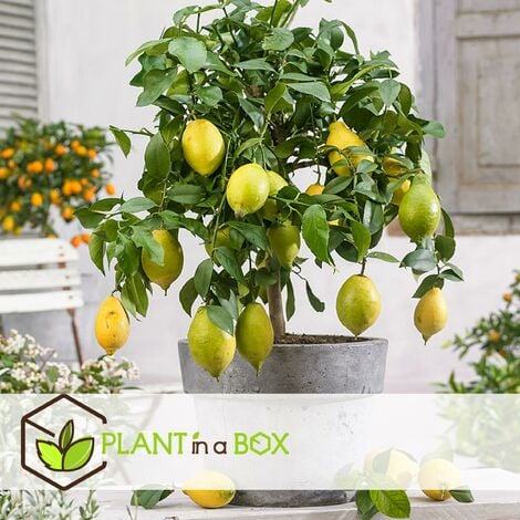 Citrus limon citronnier jaune sur tronc Pot P36 cm 150 200 cm - Central  Jardin