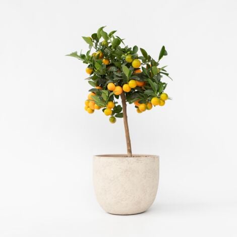 Citronnier - Citrus mitis 'Calamondin' - Hauteur 55-65cm - ⌀19cm