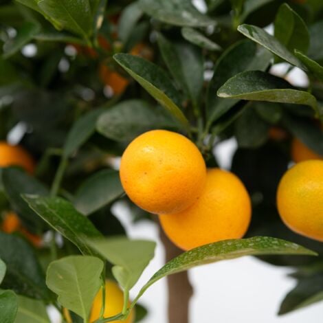 Citronnier - Citrus mitis 'Calamondin' - Hauteur 55-65cm - ⌀19cm