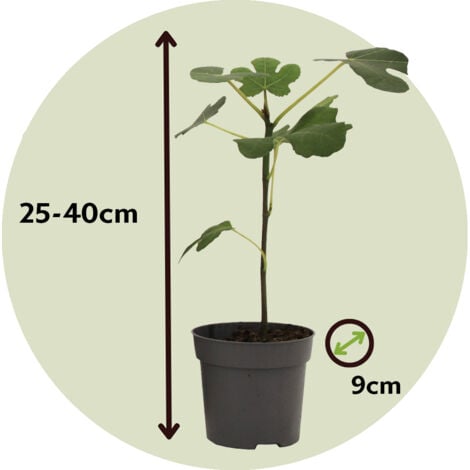 Mélange d'arbres fruitiers - Set de 4 - Hauteur 25-40cm - ⌀9cm