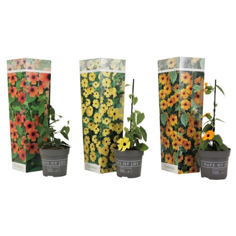 Suzanne met de mooie ogen   Thunbergia alata sunny susy