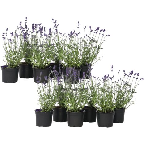 Graines De Grande Oseille (Rumex Acetosa) - Environ 600 Graines - Vivace Facile Pour Salades Et Plats - 14