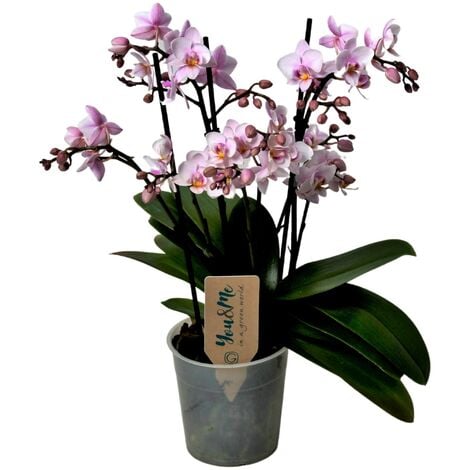Pot en plastique pour orchidée Coubi Orchid en couleur vert transparent  13,2 (L) x 13,2 (l) x 16 (H) cm