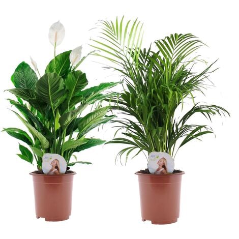 Exotenherz - Mini Spathiphyllum - mini feuille simple - pot 7cm