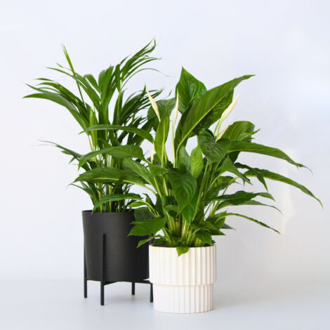 Bloomique - Lot De 4 Plantes Dépolluantes D'intérieur : Dracaena, Dypsis, Chamaedorea, Chlorophytum - 20-40 Cm Avec Panier Rotin - 7