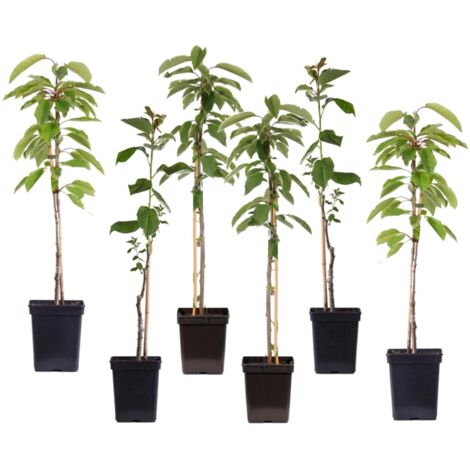Plant In A Box - Mélange 6 Arbres Fruitiers Compacts Pomme & Poire - Hauteur 60-70cm Pot 9cm