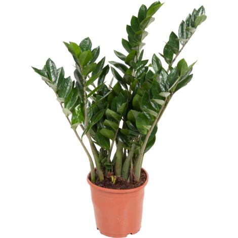 Plante ZZ - plante d'intérieur facile d'entretien, Zamioculcas zamiifolia 3 - hauteur env. 55 cm, pot- 17 cm - Gamm vert