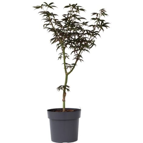 Érable du Japon - Acer palmatum 'Starfish' - Hauteur 60-70cm - ⌀19cm