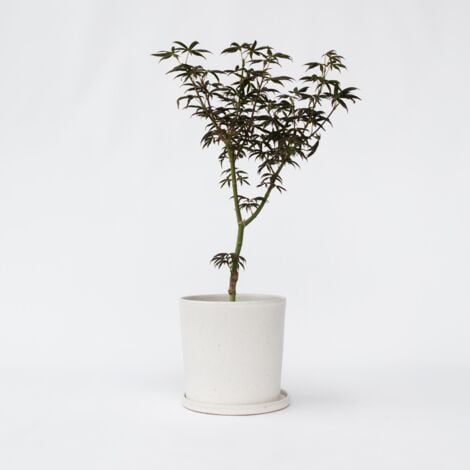 Érable du Japon - Acer palmatum 'Starfish' - Hauteur 60-70cm - ⌀19cm