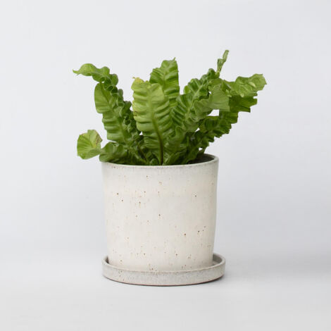 Fougère De Duff - Plante Verte D'intérieur Purificatrice D'air - Pot 12 Cm