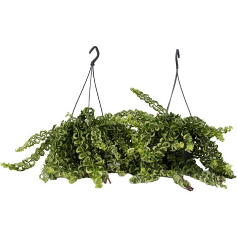 Aeschynantus Twister - Plante De Rouge à Lèvres - Plante Suspendue – FloraStore