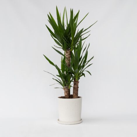 Yucca Pied D'Éléphant 'elephantipes' - Plante Intérieur 130-140cm Pot 24cm - Robuste Et Décorative