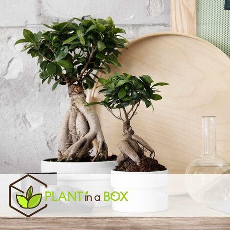 Bonsai Ficus Ginseng 70cm, Livraison plantes d'intérieur