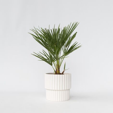 10 Graines De Palmier Nain Chamaerops Humilis - Pour Intérieur Ou Veranda - Semis Printemps - Le Grenier D'Abondance