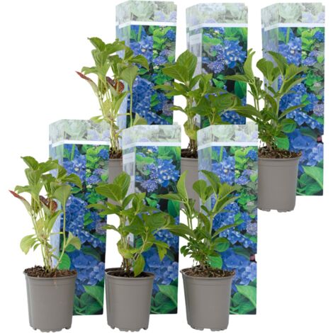 Boerenhortensia Hydrangea macrophylla kopen & combineren
