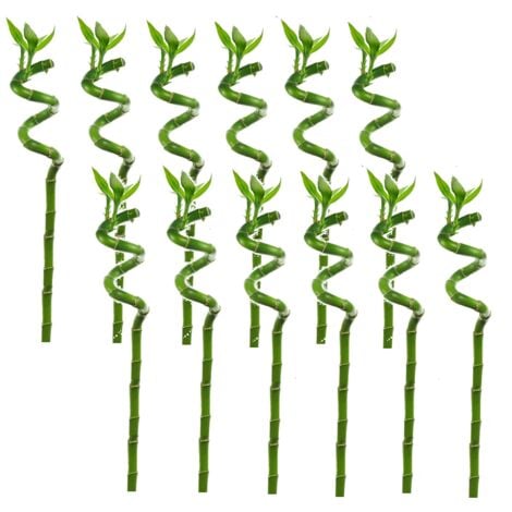 Dracaena sanderiana - Set de 12 - Lucky Bamboo - Hauteur 40-50cm