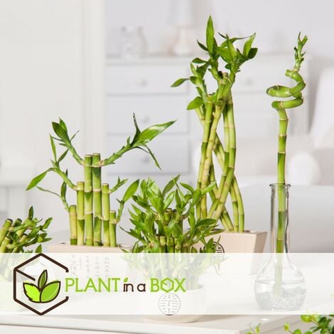 Dracaena sanderiana - Set de 12 - Lucky Bamboo - Hauteur 40-50cm