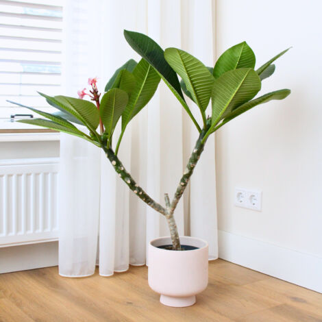 Graines De Frangipanier Plumeria 'Salmon Pink' - Lot De 5 Graines, Fleurs Parfumées, Culture Sol Drainé, Pour Jardin Et Pots