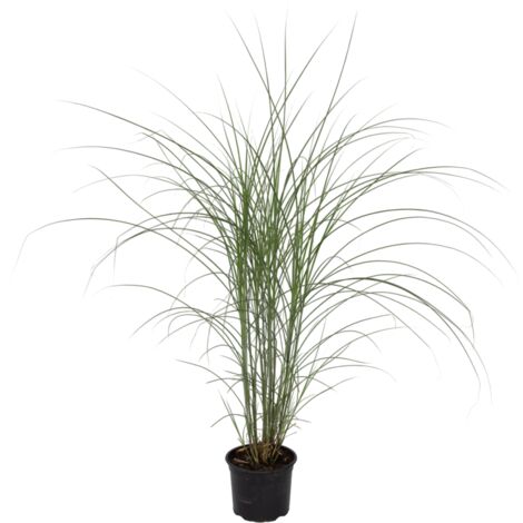Roseau de Chine - Miscanthus sinensis 'Kleine Silberspinne - H20-30cm - ⌀23cm