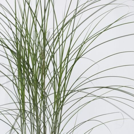 Roseau de Chine - Miscanthus sinensis 'Kleine Silberspinne - H20-30cm - ⌀23cm
