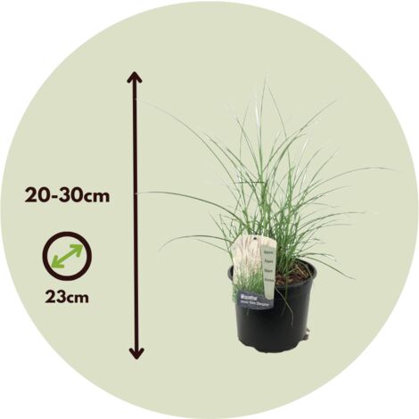 Roseau de Chine - Miscanthus sinensis 'Kleine Silberspinne - H20-30cm - ⌀23cm