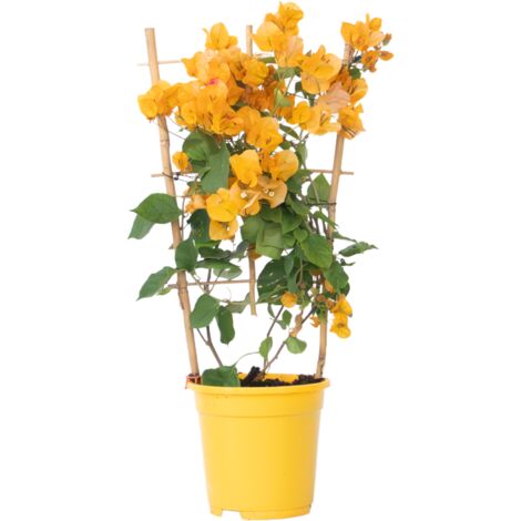 SUPPORT PLANTE GRIMPANTE Treillis Pour Plantes De Jardin À Fleurs Mis