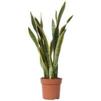 Chanvre Arqué - Plante D'intérieur Facile D'entretien, Sansevieria