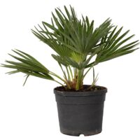 Chamaerops 'Vulcano' - Palmier nain - Pot 19cm - Hauteur 35-45cm