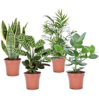 Set de 4 plantes d'intérieur 'Easy Care' - Pot 12cm - Hauteur 25-40cm