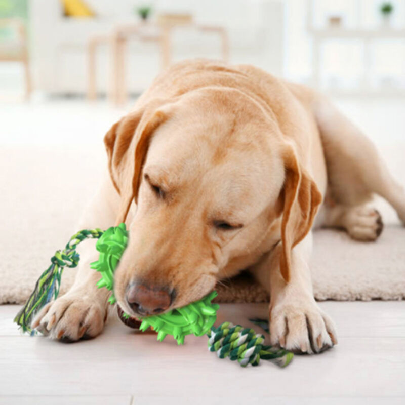 Juguete masticable para perros, juguetes interactivos para perros, juguete  masticable con cepillo de dientes para perros, juguete interactivo  indestructible con cepillo de dientes de cocodrilo